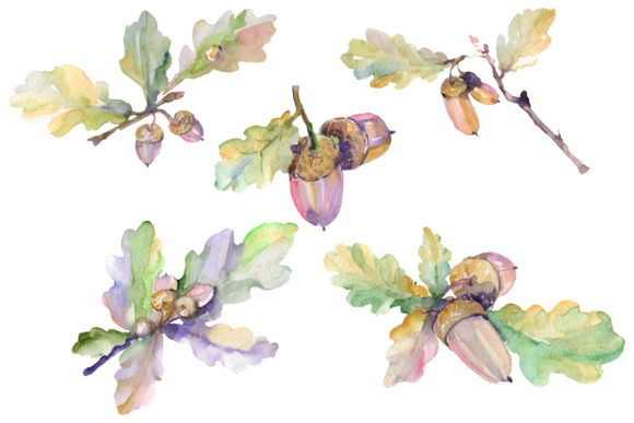 Acorn Watercolor: Thoughtful Color for Real Work