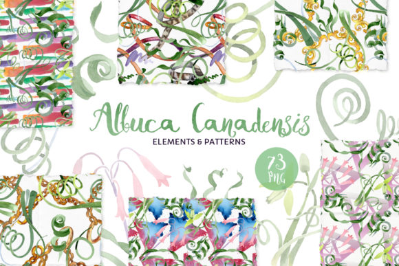 Albuca Canadensis Flowers Watercolor: A Thoughtful Tool for Creative Process and Visual Communication