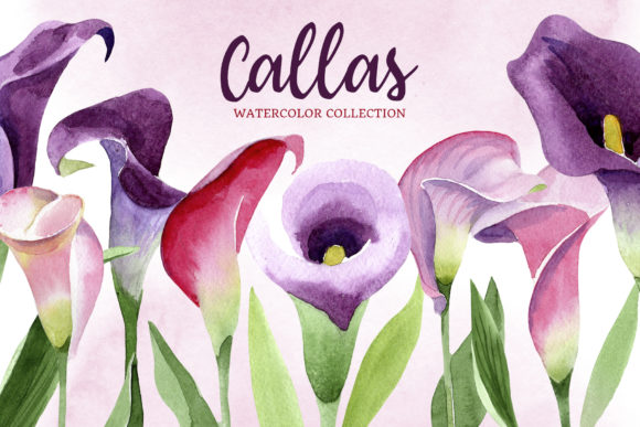 Calla Lily Watercolor Illustrations