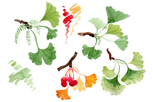 Ginkgo Biloba Watercolor: A Thoughtful Evaluation for Artists and Educators