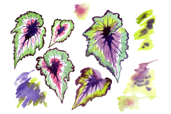 Nautilus-leaf Begonia Watercolor: A Thoughtful Tool for Intentional Creative Work