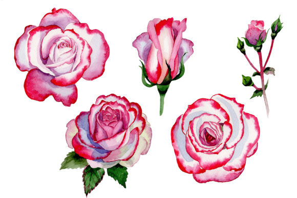 Pink Rose Good Morning Watercolor: A Quiet Shift in Visual Communication