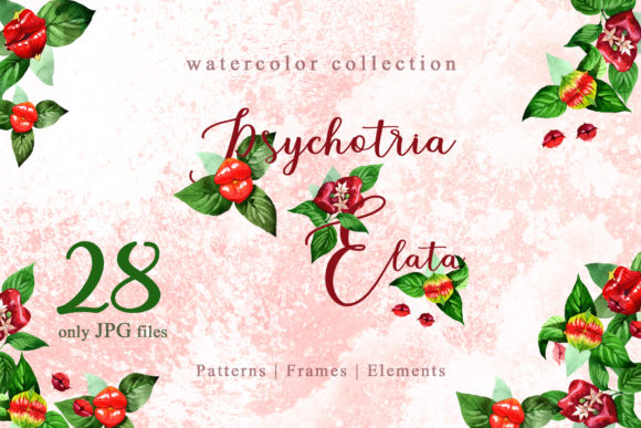 Psychotria Elata Watercolor: A Thoughtful Medium for Intentional Creative Work